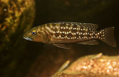 Lepidiolamprologus elongatus 'Kambwimba'
